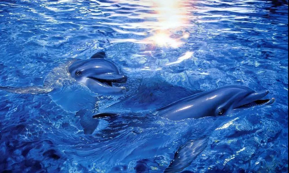 海洋館水質處理解決方案,海洋館水質處理,海洋館水處理系統(tǒng)