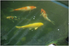 景觀魚池水處理設(shè)備有哪些？