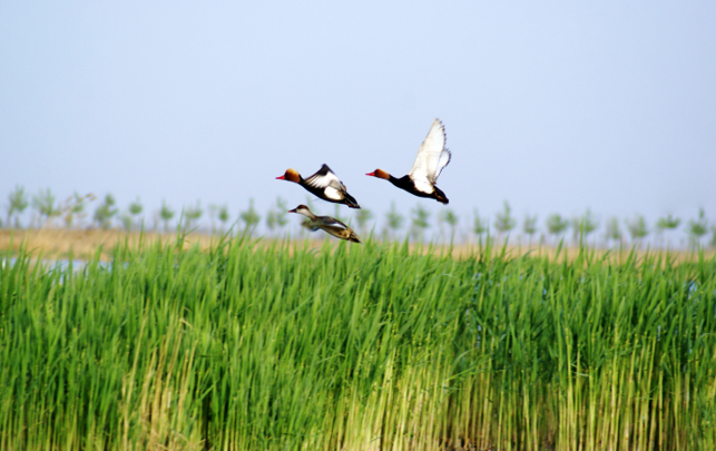 生態(tài)河湖水處理技術研究