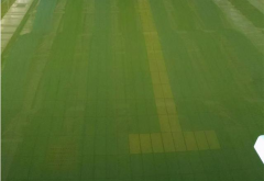 廣東接連暴雨！雨后游泳池水體發(fā)綠怎么清理？