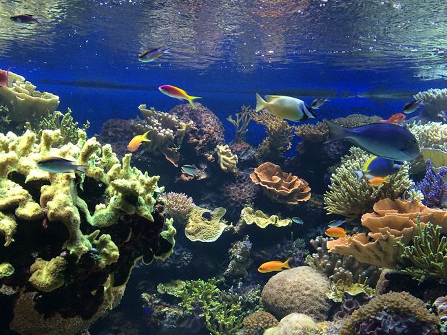 如何改善海洋館的環(huán)境問題？